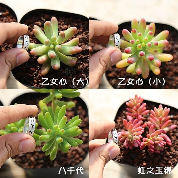 办公室风水植物