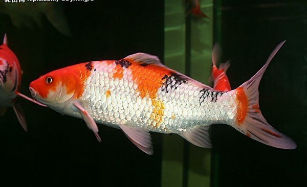 办公室观赏鱼类分类大全——中国金鱼